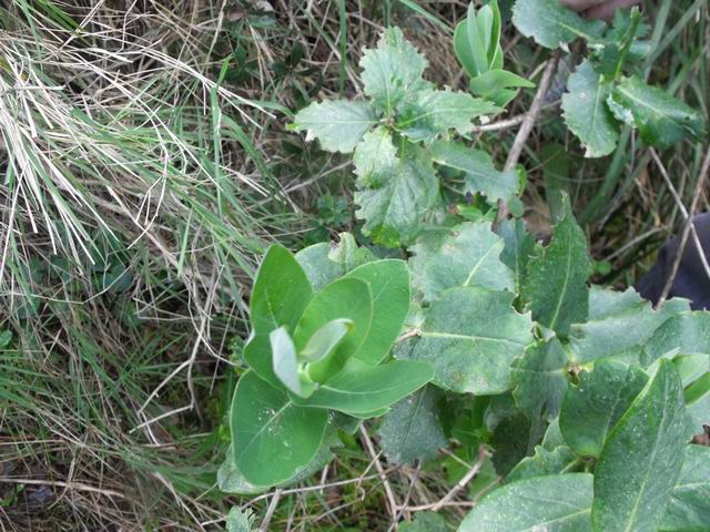 da confermare - Lonicera sp.